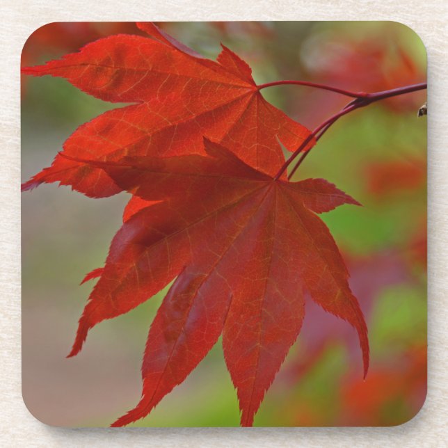 Dessous-de-verre Feuilles de l'arbre rouge (Devant)