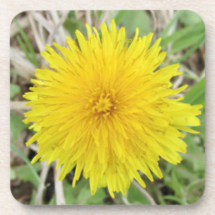 Dessous-de-verre Fier Dandelion Fleur.