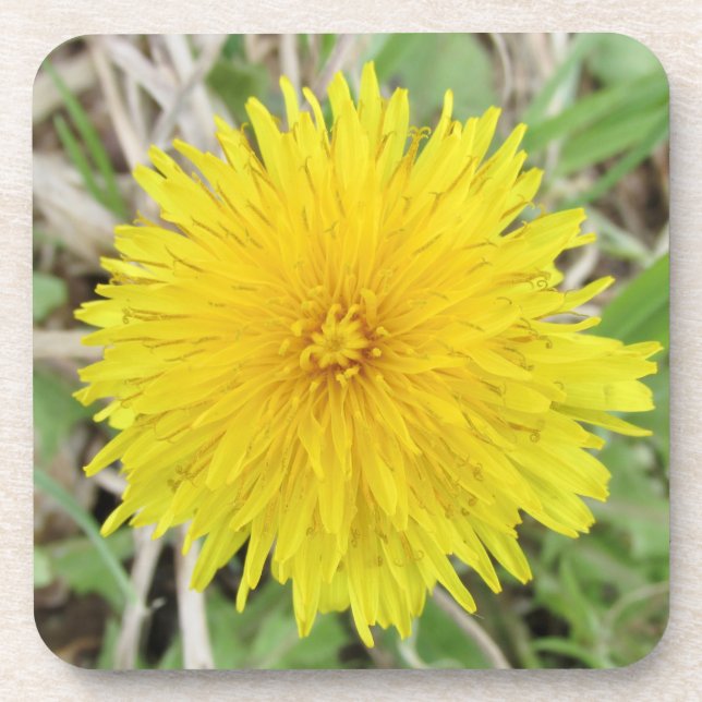 Dessous-de-verre Fier Dandelion Fleur. (Devant)