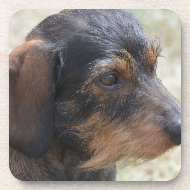Dessous-de-verre Fil mignon Dashchund d'une chevelure (Devant)