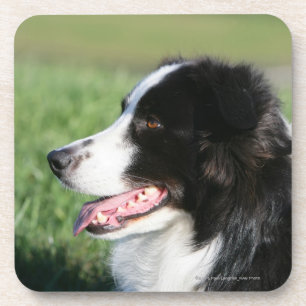 Dessous-de-verre Fixation de chiot de border collie