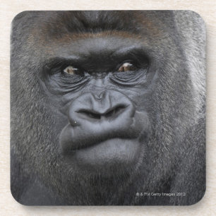 Dessous-de-verre Flachlandgorilla, gorille