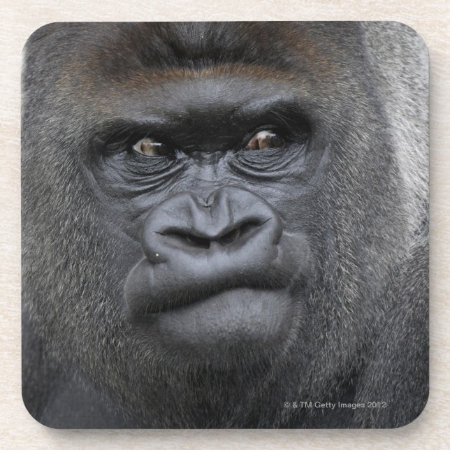 Dessous-de-verre Flachlandgorilla, gorille de gorille, (Devant)