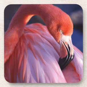 Dessous de verre Flamant rose