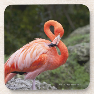 Dessous-de-verre Flamant rose rose