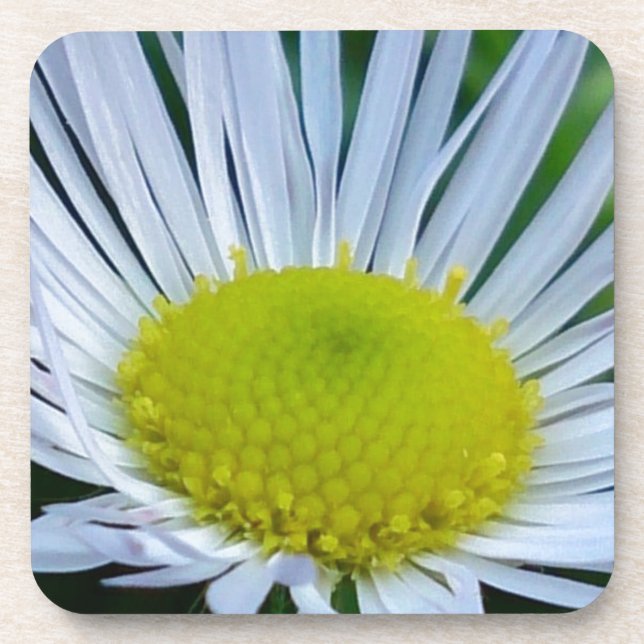 Dessous-de-verre Fleur blanche et jaune (Devant)