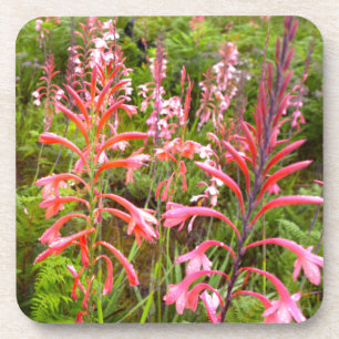 Dessous-de-verre Fleur de Bugle Lily (Watsonia), Cap-Oriental