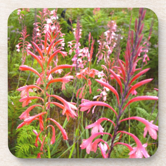 Dessous-de-verre Fleur de Bugle Lily (Watsonia), Cap-Oriental (Devant)