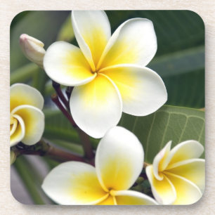 Dessous-de-verre Fleur de frangipanier Îles Cook