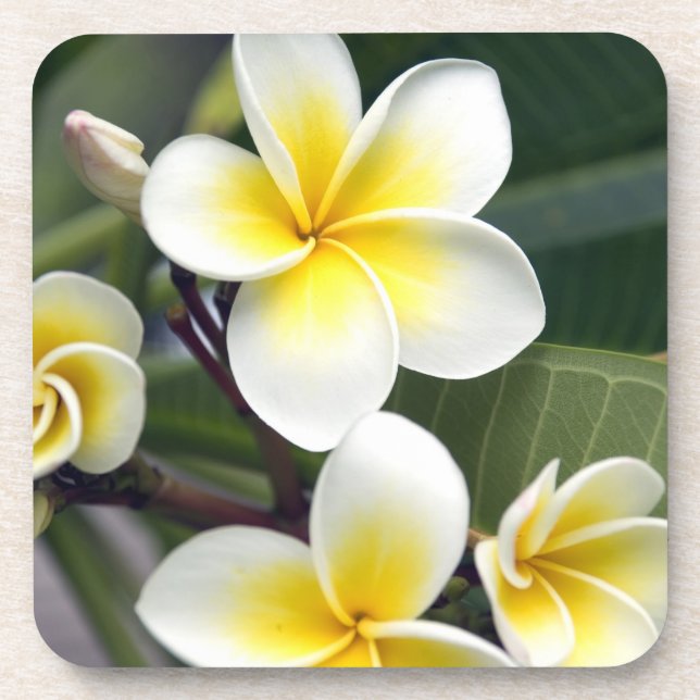 Dessous-de-verre Fleur de frangipanier Îles Cook (Devant)
