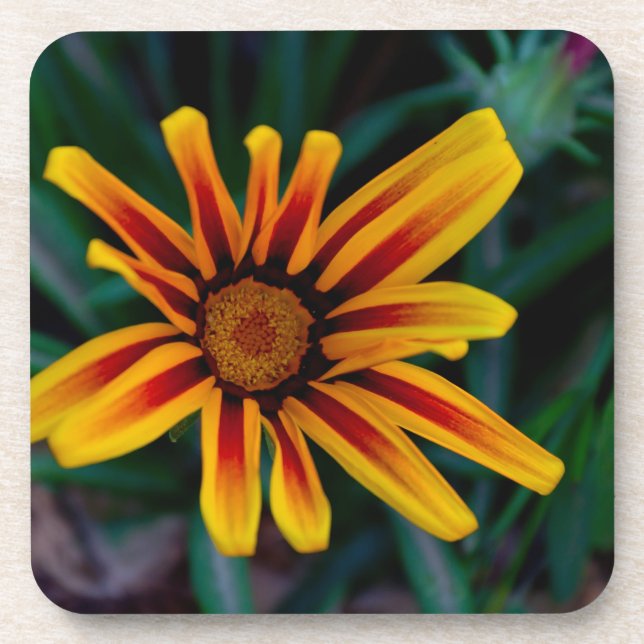 Dessous-de-verre fleur de gazania (Devant)