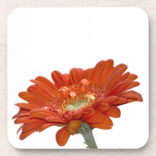 Dessous-de-verre Fleur de Gerbera de marguerite orange
