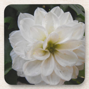 Dessous-de-verre fleur de jardin - dahlia blanche. photographie flo