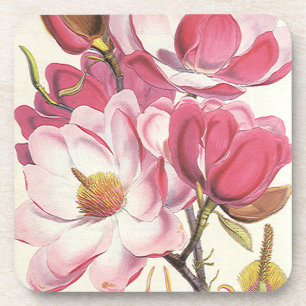 Dessous-de-verre Fleur de magnolia ancien, fleurs roses de jardin