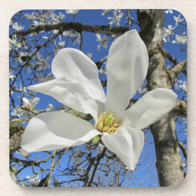 Dessous-de-verre Fleur de Magnolia blanche dans l'arbre. (Devant)