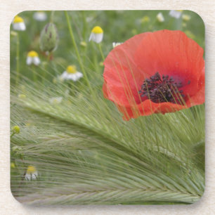 Dessous-de-verre Fleur de pavot rouge, Toscane, Italie