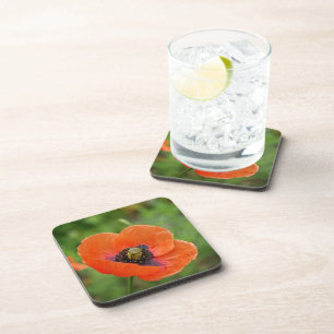 Dessous-de-verre Fleur de pavot sauvage (NZ) Jeu de 6