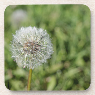 Dessous-de-verre Fleur de pissenlit blanche sur de l'herbe verte