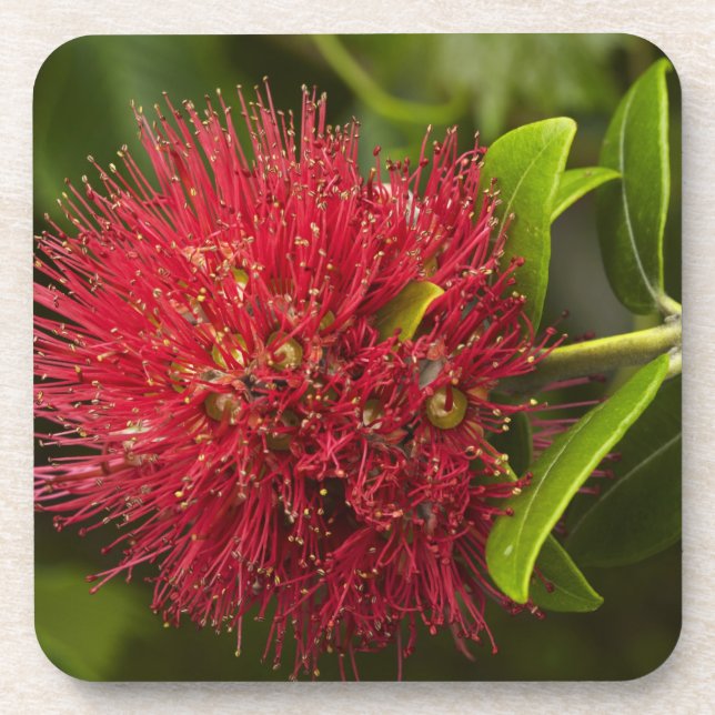 Dessous-de-verre Fleur de Pohutukawa, Dunedin (Devant)