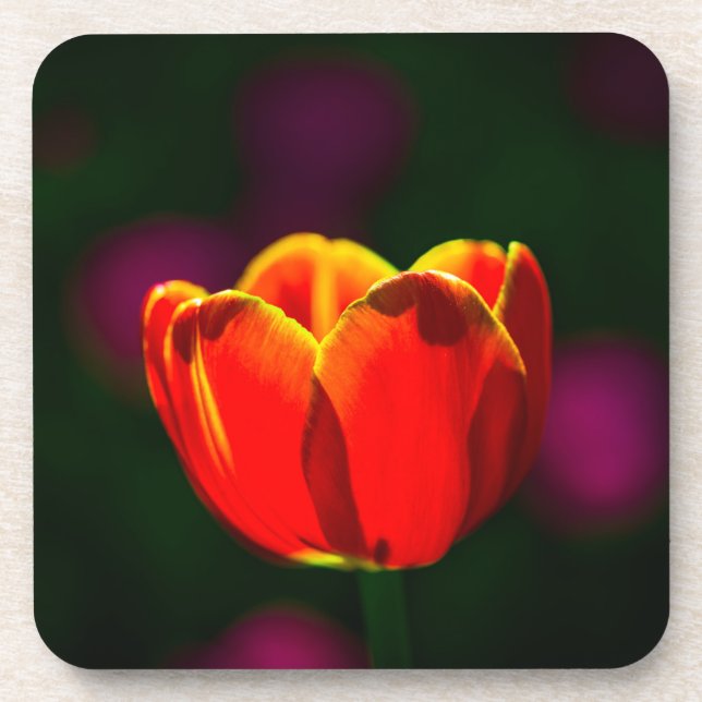 Dessous-de-verre Fleur de tulipe rouge (Devant)
