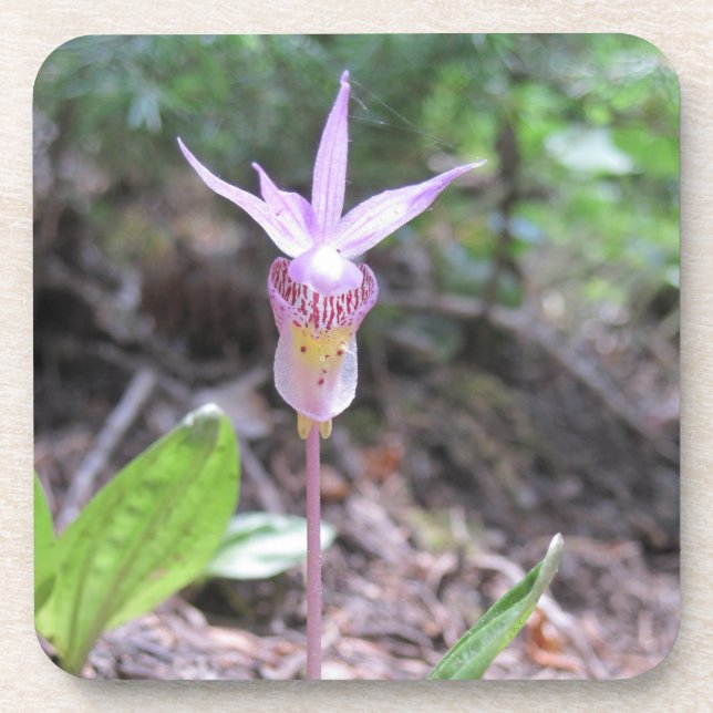 Dessous-de-verre Fleur d'orchidée Fairyslipper (Devant)