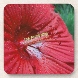 Dessous-de-verre Fleur Hibiscus Rouge Avec Raindrops Photo