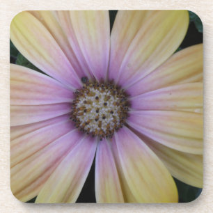 Dessous-de-verre Fleur marguerite jaune et violet