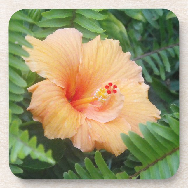 Dessous-de-verre Fleur orange de ketmie avec des fougères (Devant)