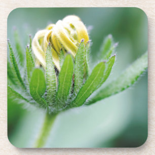 Dessous-de-verre Fleur ouverte de l'Echinacea