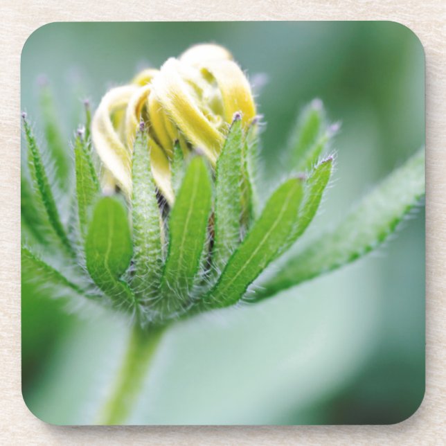 Dessous-de-verre Fleur ouverte de l'Echinacea (Devant)