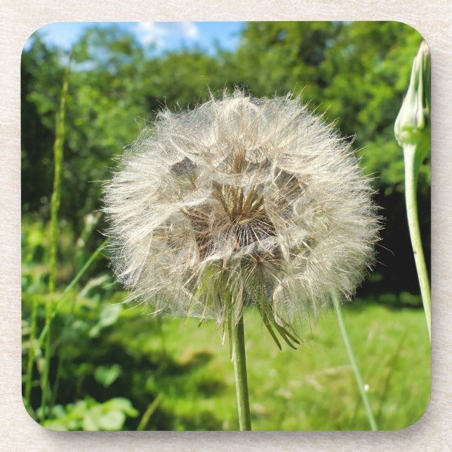 Dessous-de-verre Fleur sauvage Goatsbeard (Devant)
