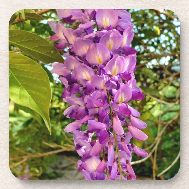 Dessous-de-verre Fleur Wisteria (Devant)