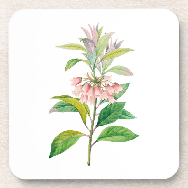 Dessous-de-verre Fleurs : A013 Redvein Enkianthus - (Devant)