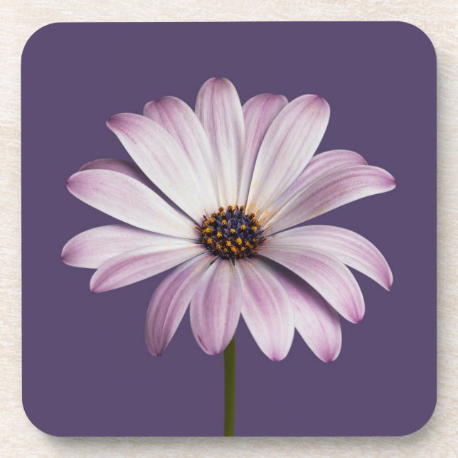 Dessous-de-verre Fleurs | Blancs et marguerites (Devant)