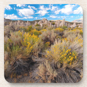 Dessous-de-verre Fleurs   Blooming Sagebrush Californie