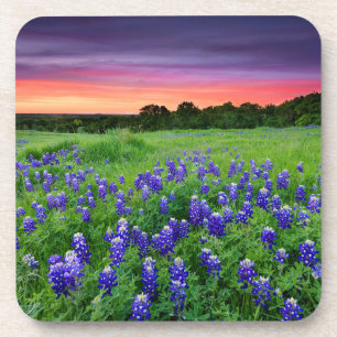 Dessous-de-verre Fleurs Bluebonnets à Sunset Texas