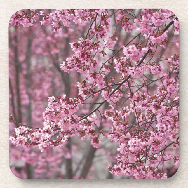 Dessous-de-verre Fleurs de cerisier Sakura rose flottant (Devant)
