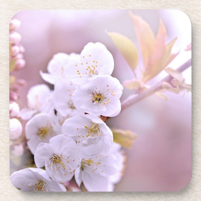 Dessous-de-verre Fleurs de cerisiers (Devant)