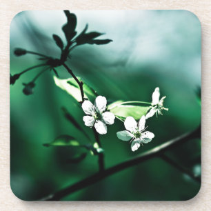 Dessous-de-verre Fleurs de cerisiers blancs