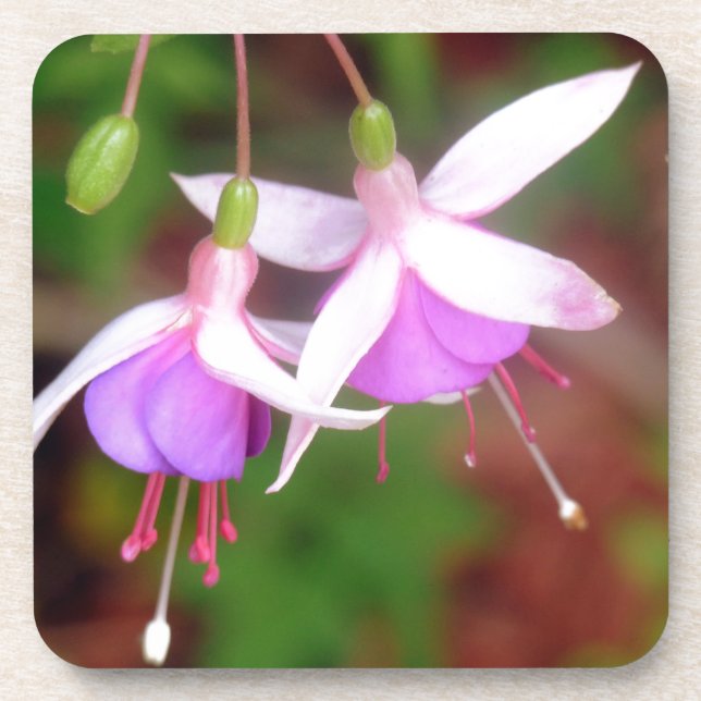 Dessous-de-verre Fleurs de Fuschia (Devant)