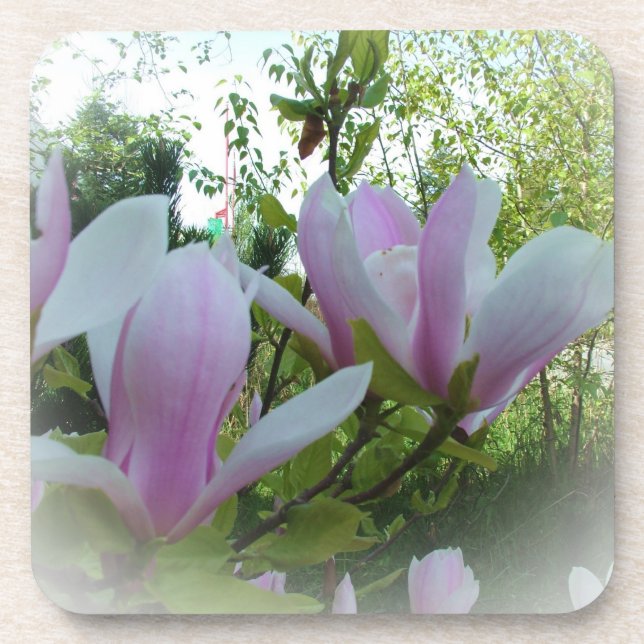 Dessous-de-verre fleurs de magnolia de printemps (Devant)