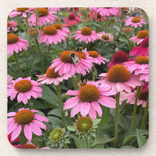 Dessous-de-verre Fleurs d'Echinacea rose et abeilles magnifiques