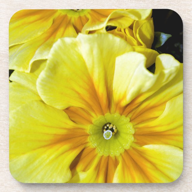 Dessous-de-verre Fleurs d'hibiscus jaunes (Devant)