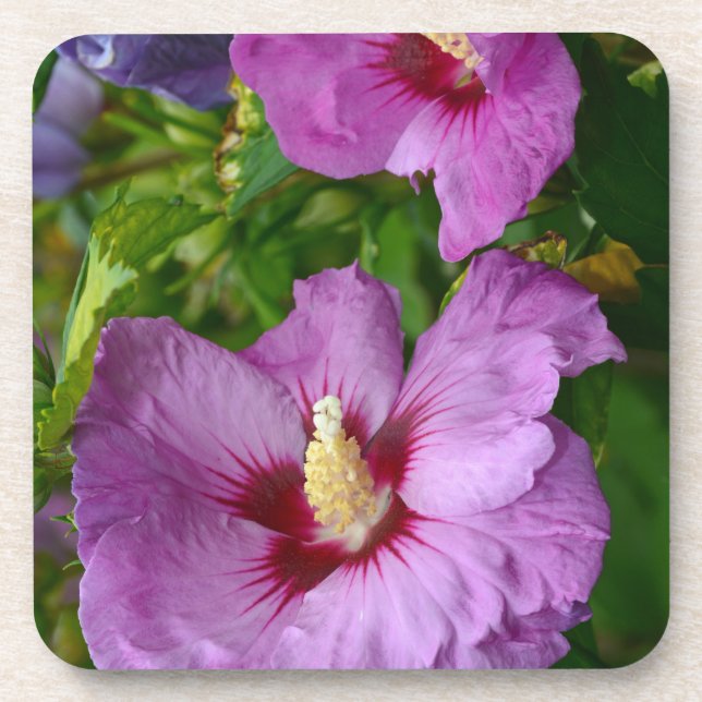 Dessous-de-verre Fleurs d'hibiscus pourpres (Devant)