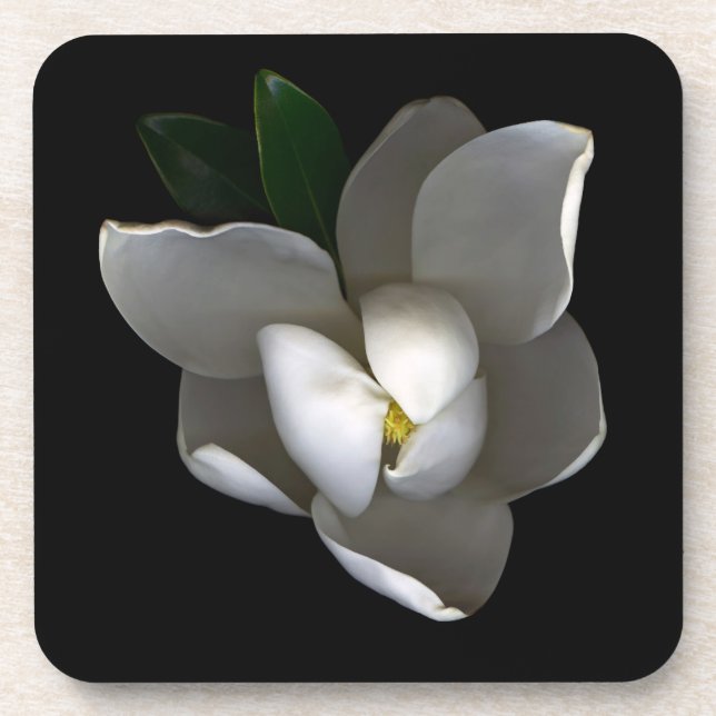 Dessous-de-verre Fleurs | Fleur de Magnolia blanc unique (Devant)