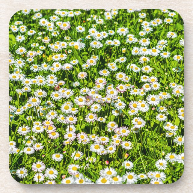 Dessous-de-verre Fleurs marguerites (Devant)