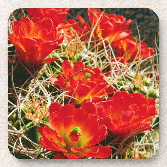 Dessous-de-verre Fleurs sauvages de cactus Coupe Claret (Devant)