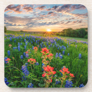 Dessous-de-verre Fleurs   Texas Bluebonnets & Indian Paintbrush