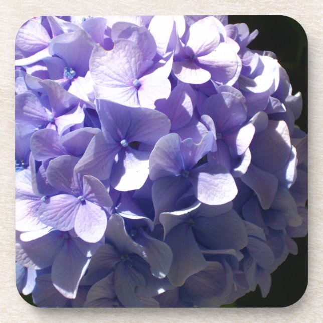 Dessous-de-verre Fleurs violettes hydrageas violets fleuris pourpre (Devant)