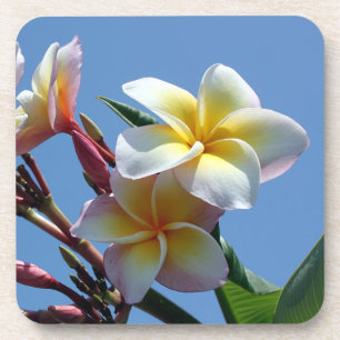 Dessous-de-verre Fleurs voyantes de Frangipani de Plumeria